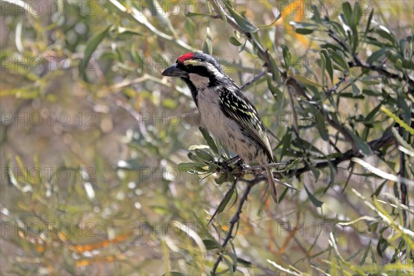 Acacia pied barbet