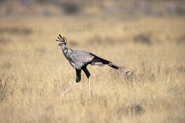 Secretary bird