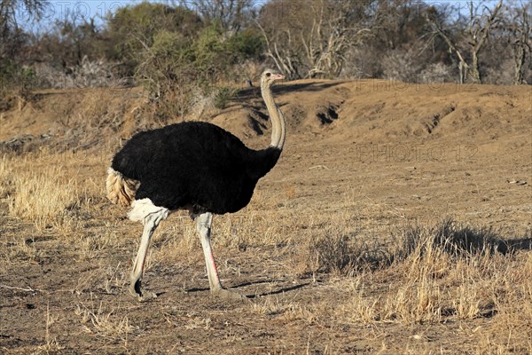 South African ostrich