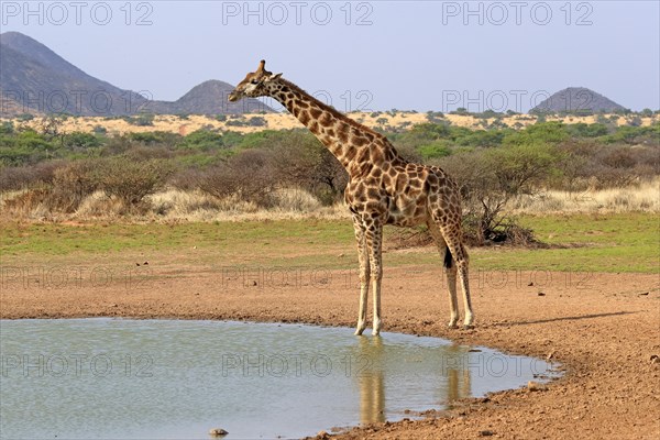 Southern giraffe