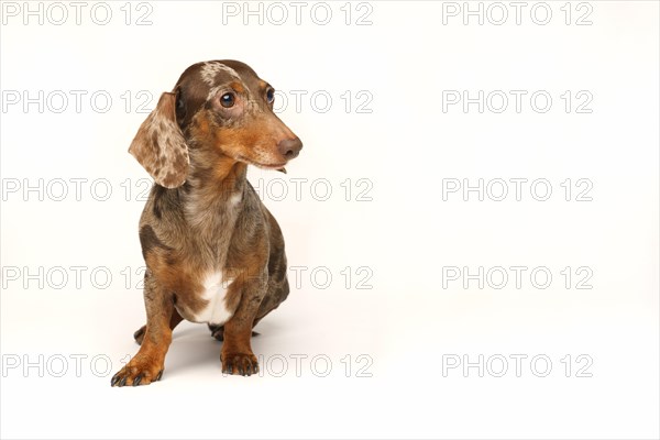 Miniature rabbit dachshund