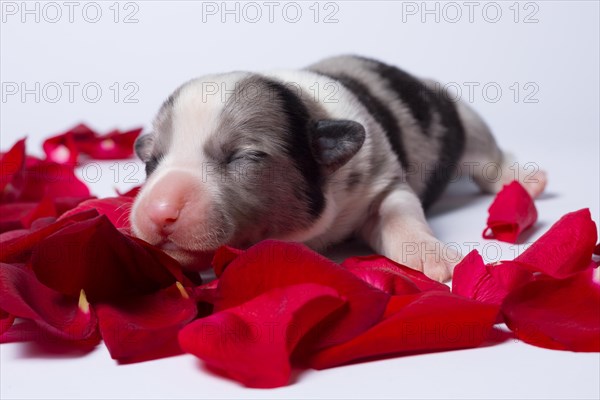 Ten days old puppies of the Welsh Corgi Pembroke