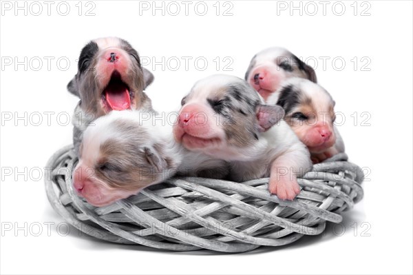 Ten days old excellent puppies of the Welsh Corgi Pembroke