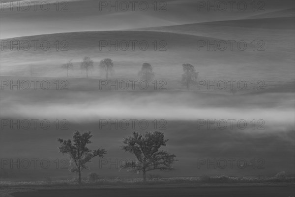 Beautiful Moravian fields with avenues of trees shrouded in morning fog. Czech republic