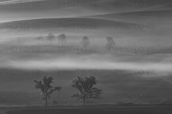 Beautiful Moravian fields with avenues of trees shrouded in morning fog. Czech republic