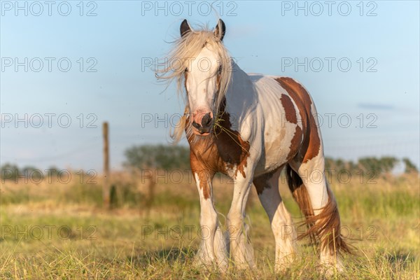 Irish cob horse hampered by flies in a pasture. Alsace