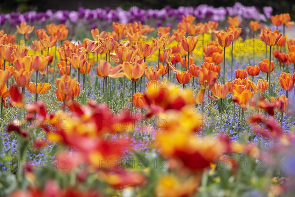 Blooming spring messengers