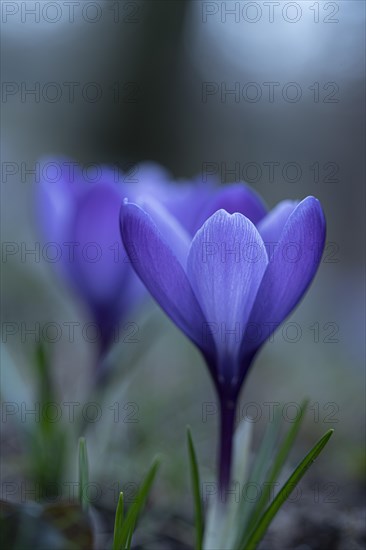 Purple spring crocus