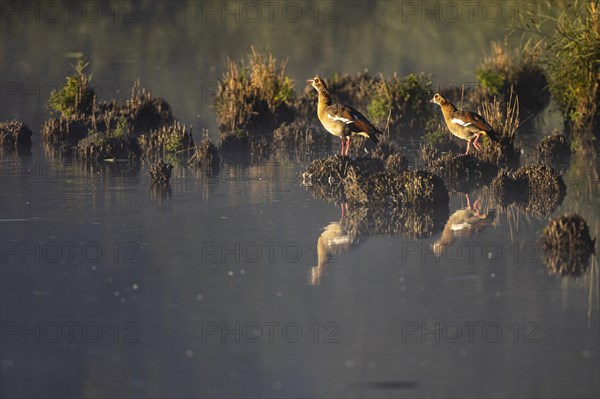 Egyptian goose