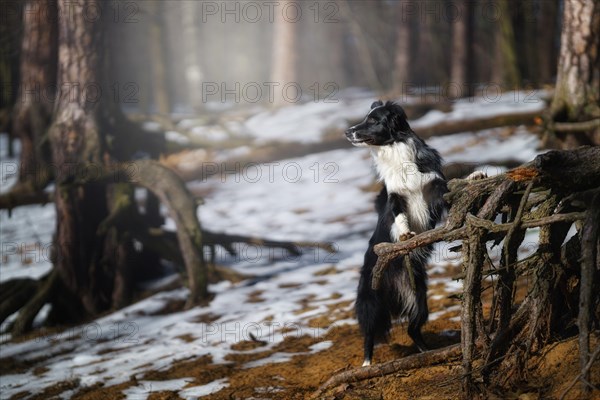 A Border Collie dog poses and shows various tricks in a somewhat wintery setting. Little snow