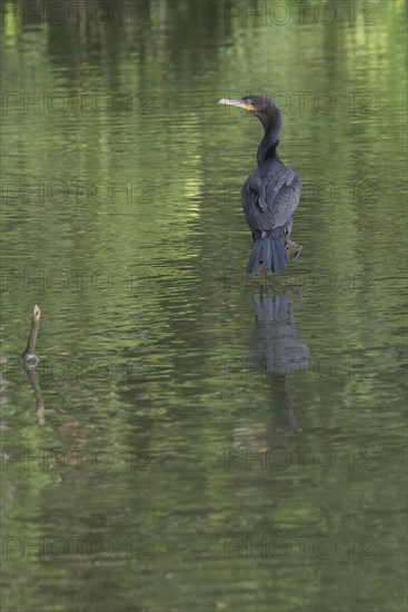 Neotropical Cormorant