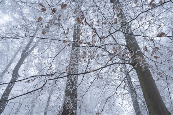 Leaves of copper beech