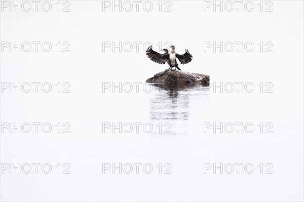 Great cormorant