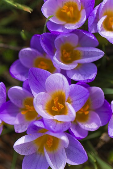Crocuses