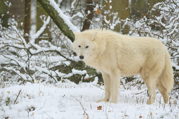 Alaskan tundra wolf