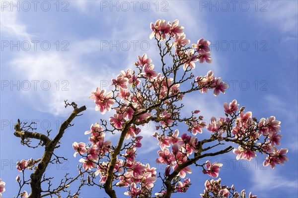 Flowering of magnolias at Wilhelma