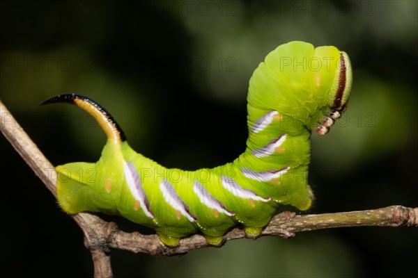 Privet hawk moth Caterpillar sitting on brown twig seen right