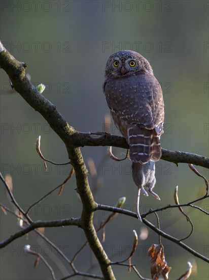 Pygmy Owl