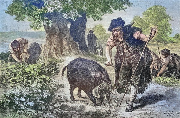 Truffle hunt with a truffle pig in Perigord