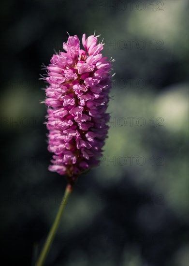 Blooming beautiful colorful wild flowers in Artvin highland