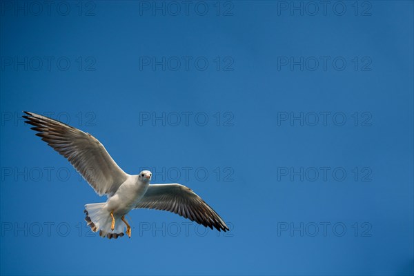 Pair of seagulls flying in blue a sky background