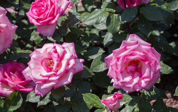 Blooming beautiful colorful roses in the garden background