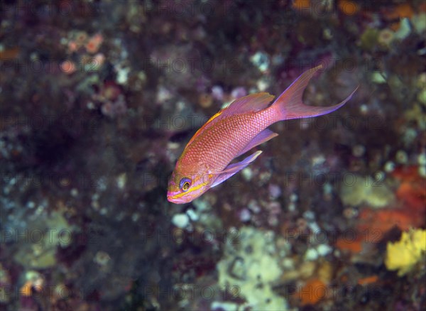 Mediterranean basselet