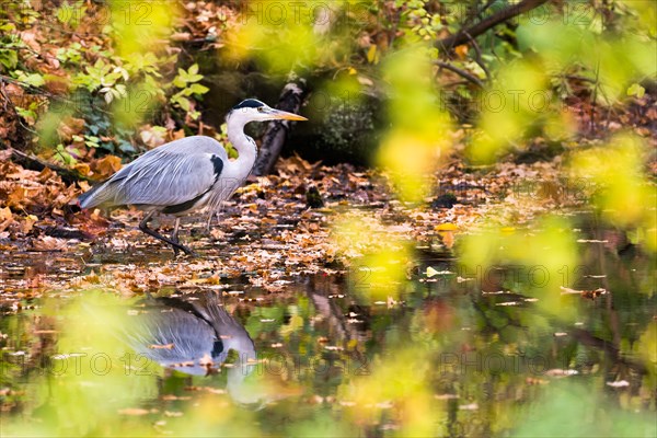 Grey heron