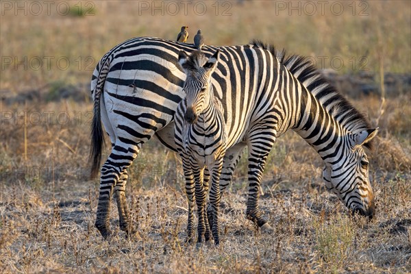 Plains Zebra of the subspecies crawshay's zebra