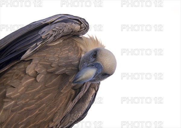 Worm's-eye view on griffon vulture