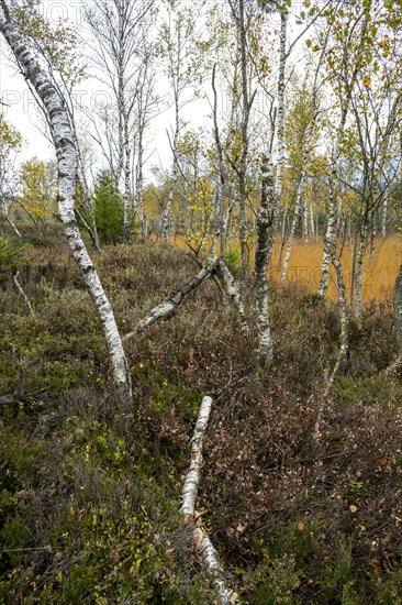 Autumn in the Kendlmuehlfilzen high moor