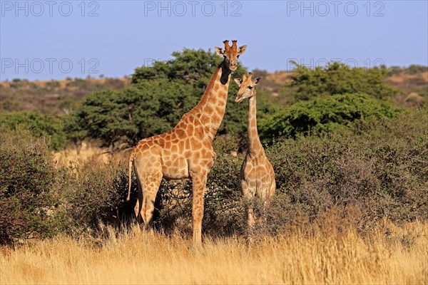 Southern giraffe