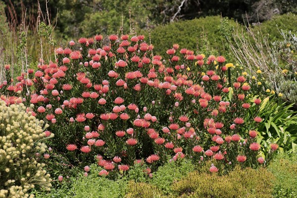 Pincushion Protea