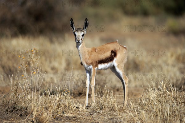 Springbok