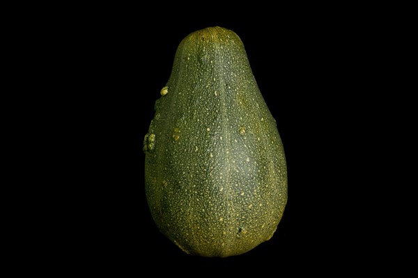 Colorful pumpkin on a black background. In studio