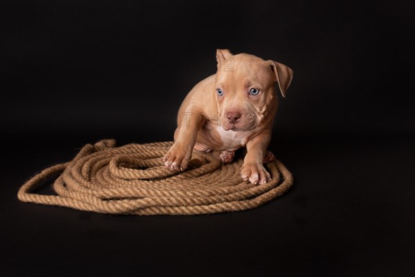 Puppy American Pit Bull Terrier sitt on a jute cord on black background in studio