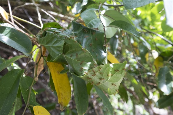 Nest of weaver ant