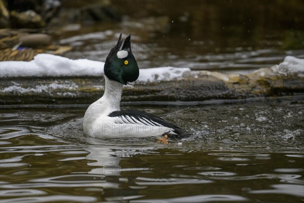 Common Goldeneye