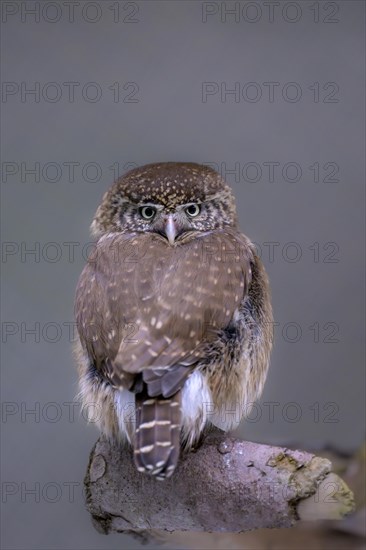 Pygmy Owl