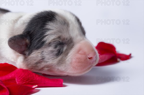 Ten days old puppies of the Welsh Corgi Pembroke