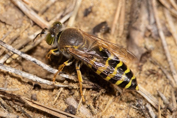 Beaked gyro wasp sitting on sandy soil with stalks left sighted