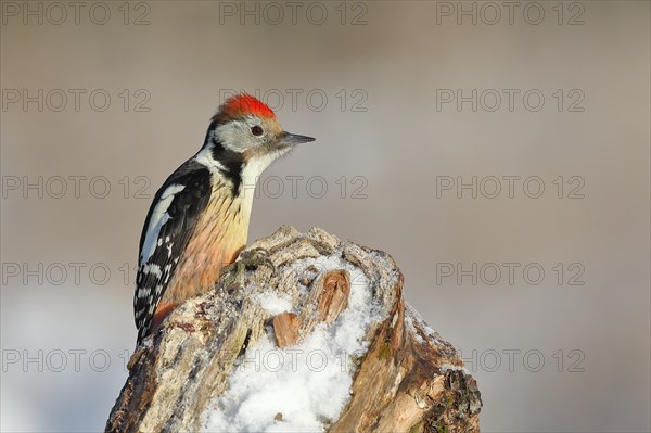 Middle Spotted Woodpecker