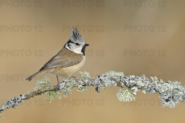 Crested tit