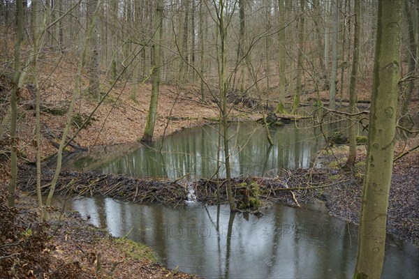 A beaver