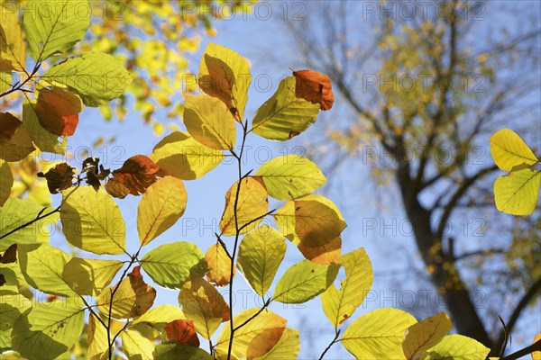 Colourful leaves of a copper beech