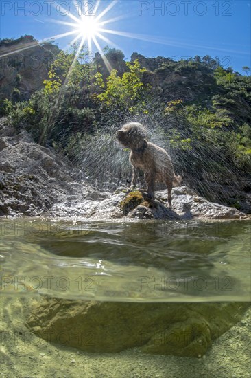 Lagotto Romagnolo outdoors