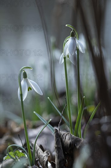 Common snowdrop