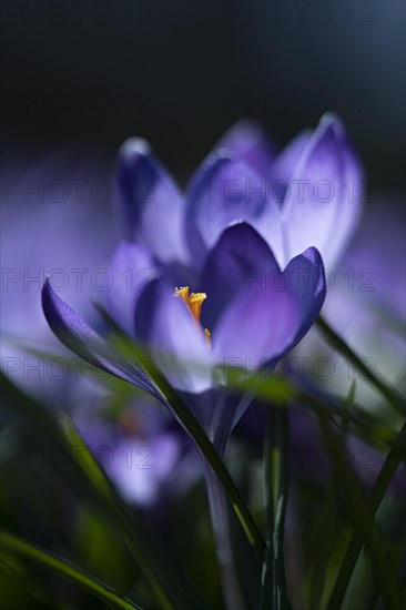 Purple spring crocus