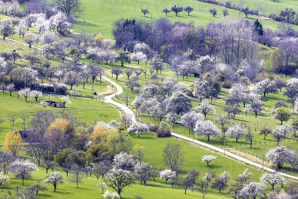 Orchard meadow at the foot of the Swabian Alb near Neuffen