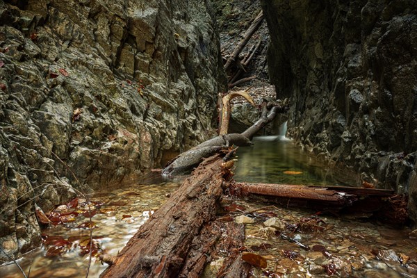 Beautiful gorge with water and trees in the water in the Slovak Paradise National Park. Slovakia